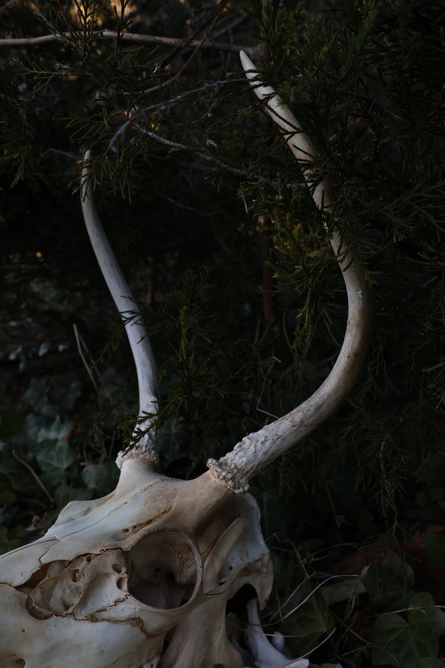 Reserved - Craft Whitetail Spike Buck and Vertebrae