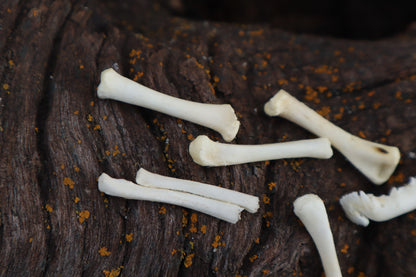 Kitten Bone Lot