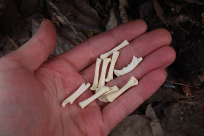Kitten Bone Lot
