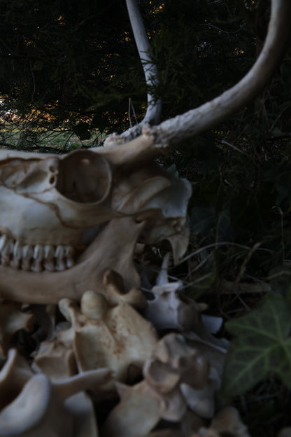 Reserved - Craft Whitetail Spike Buck and Vertebrae