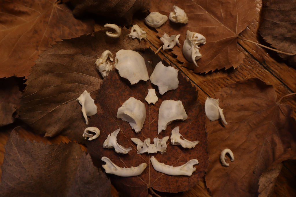 Kitten Skull Lot