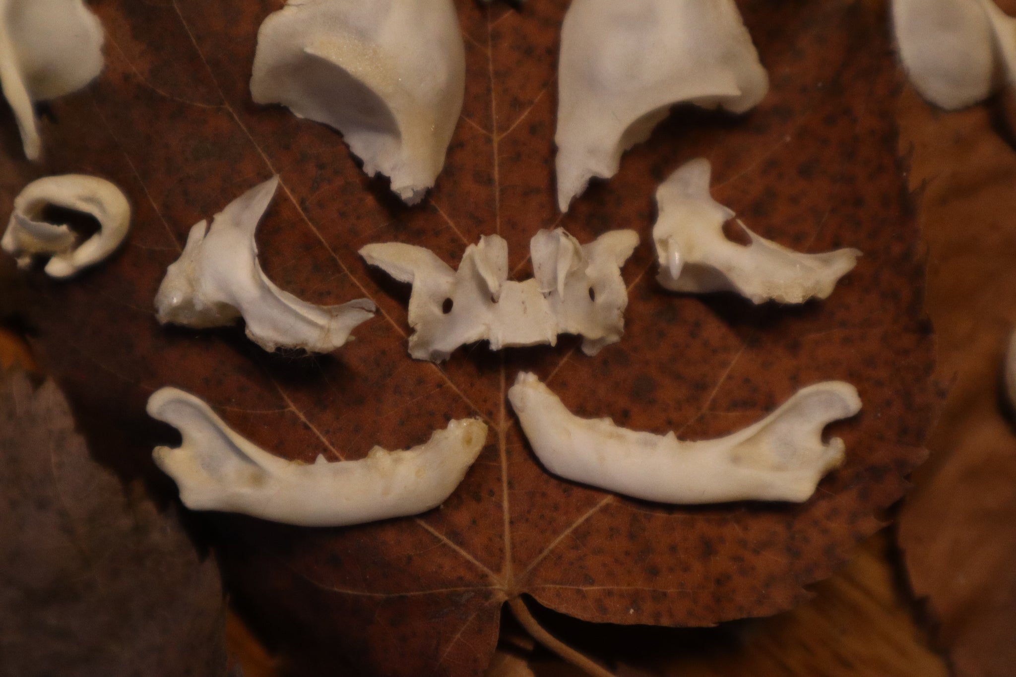 Kitten Skull Lot