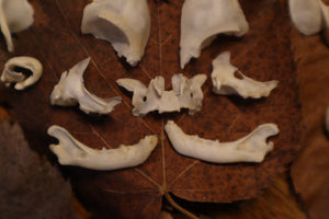 Kitten Skull Lot