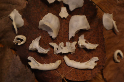 Kitten Skull Lot