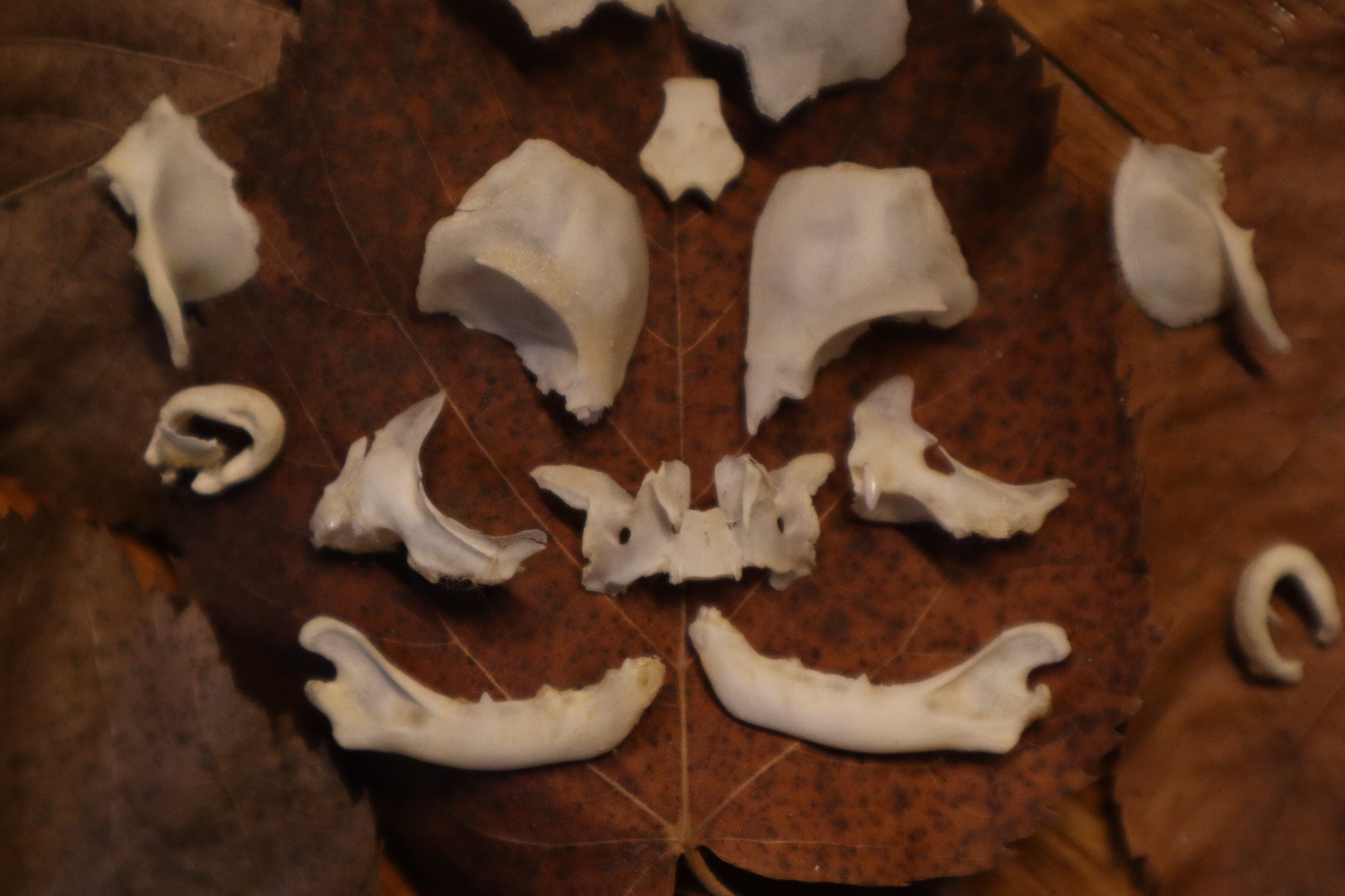 Kitten Skull Lot