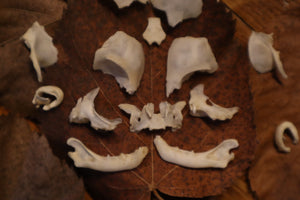 Kitten Skull Lot