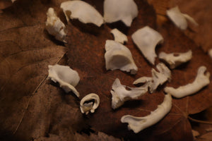 Kitten Skull Lot