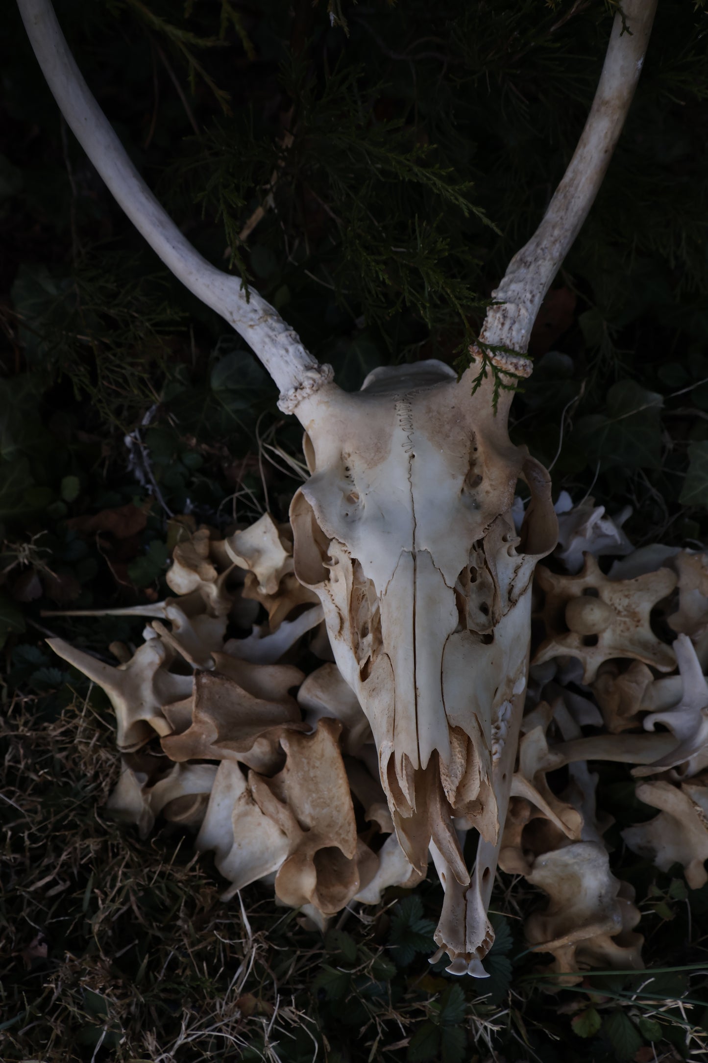 Reserved - Craft Whitetail Spike Buck and Vertebrae