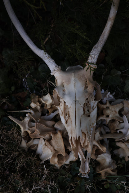 Reserved - Craft Whitetail Spike Buck and Vertebrae
