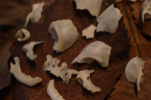 Kitten Skull Lot