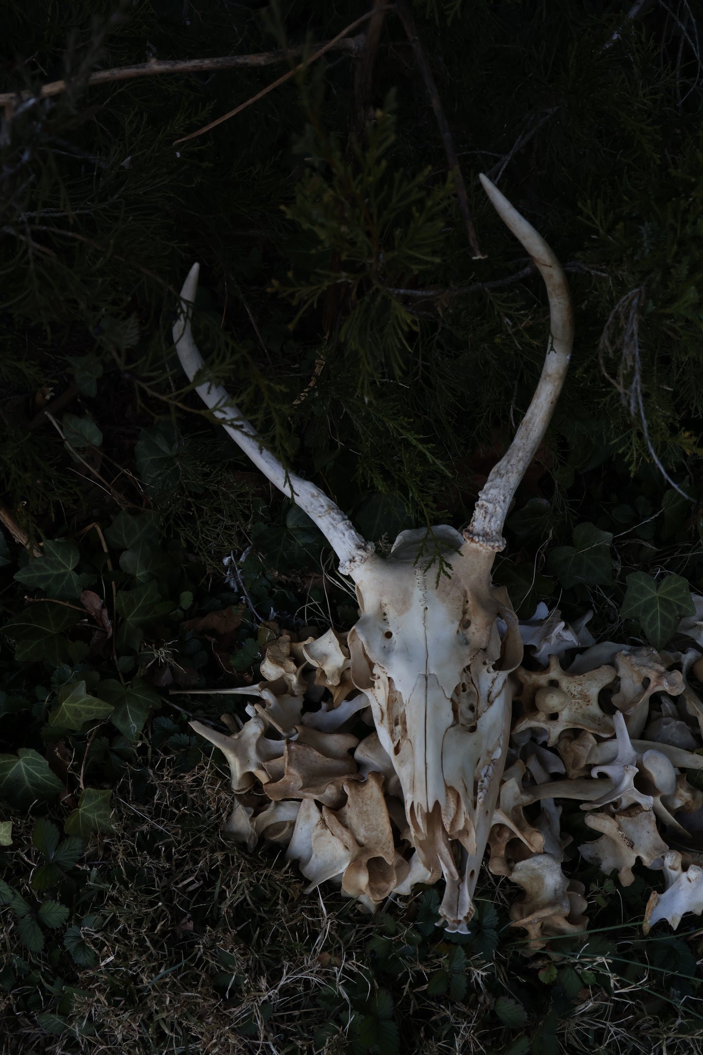 Reserved - Craft Whitetail Spike Buck and Vertebrae