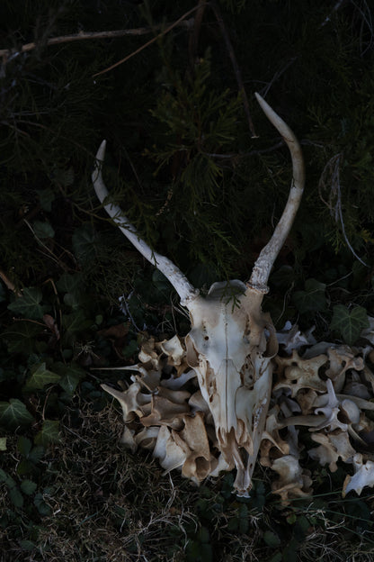 Reserved - Craft Whitetail Spike Buck and Vertebrae