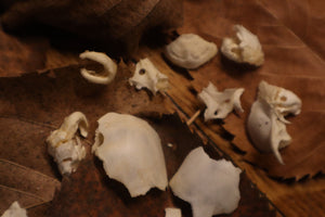 Kitten Skull Lot