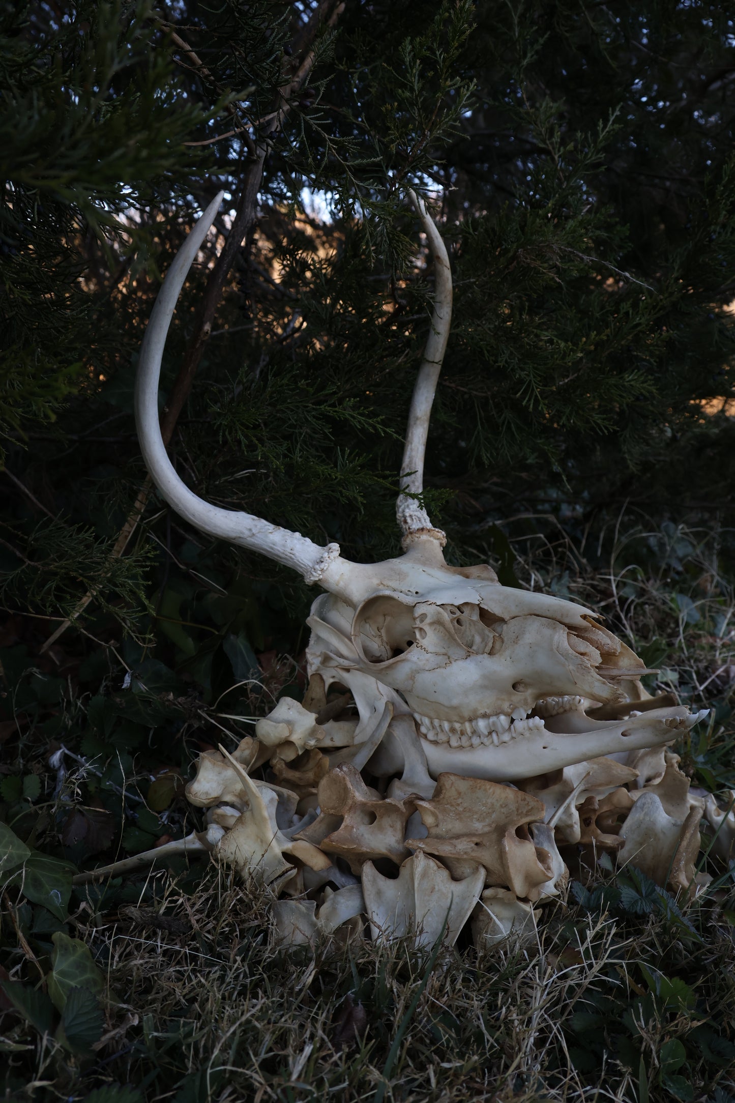 Reserved - Craft Whitetail Spike Buck and Vertebrae