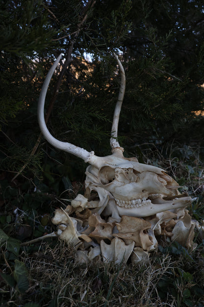 Reserved - Craft Whitetail Spike Buck and Vertebrae