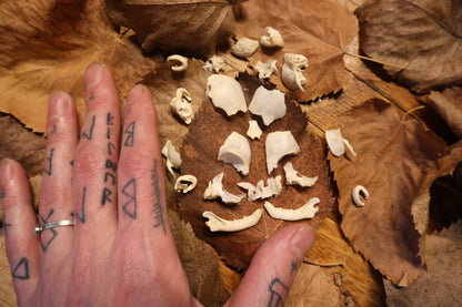 Kitten Skull Lot