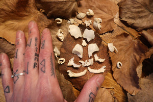 Kitten Skull Lot