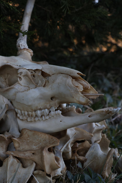 Reserved - Craft Whitetail Spike Buck and Vertebrae