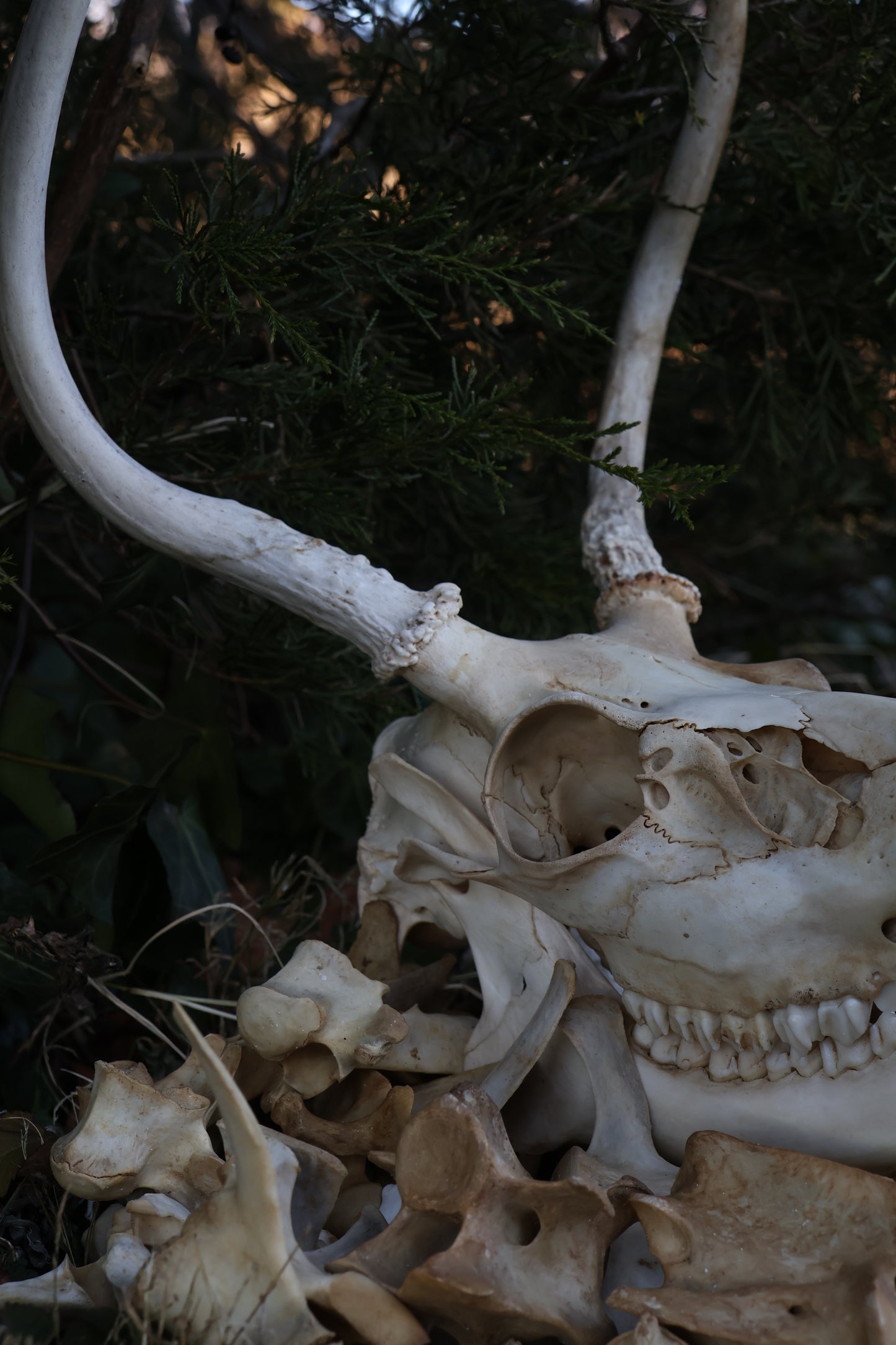 Reserved - Craft Whitetail Spike Buck and Vertebrae
