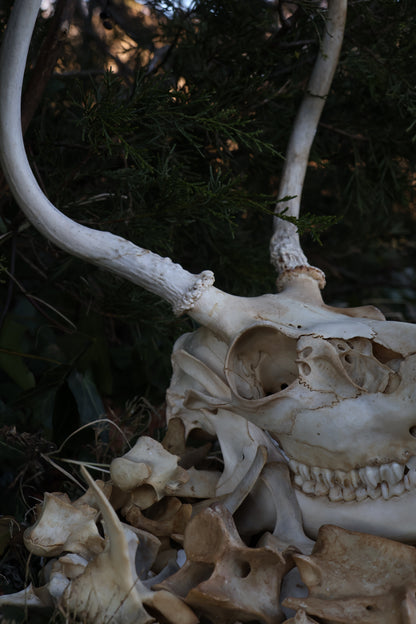 Reserved - Craft Whitetail Spike Buck and Vertebrae