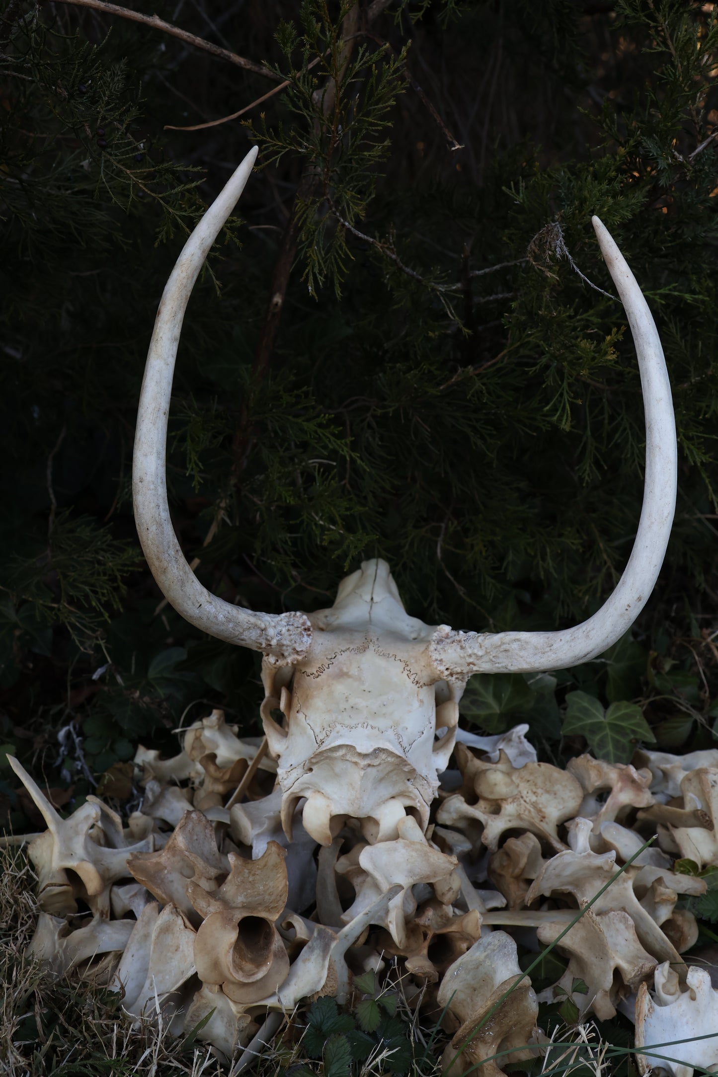 Reserved - Craft Whitetail Spike Buck and Vertebrae