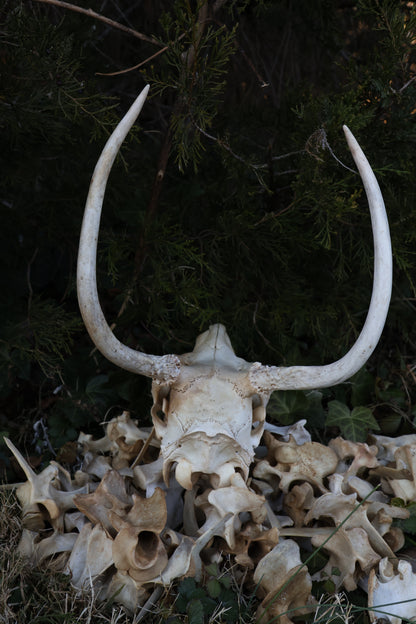 Reserved - Craft Whitetail Spike Buck and Vertebrae