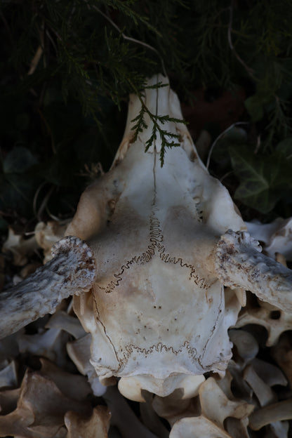 Reserved - Craft Whitetail Spike Buck and Vertebrae