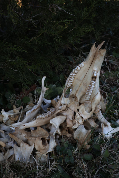 Reserved - Craft Whitetail Spike Buck and Vertebrae