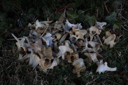 Reserved - Craft Whitetail Spike Buck and Vertebrae