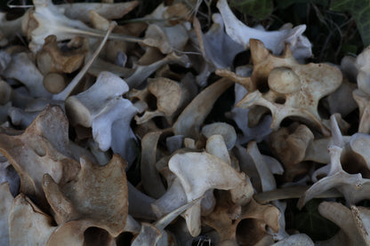 Reserved - Craft Whitetail Spike Buck and Vertebrae