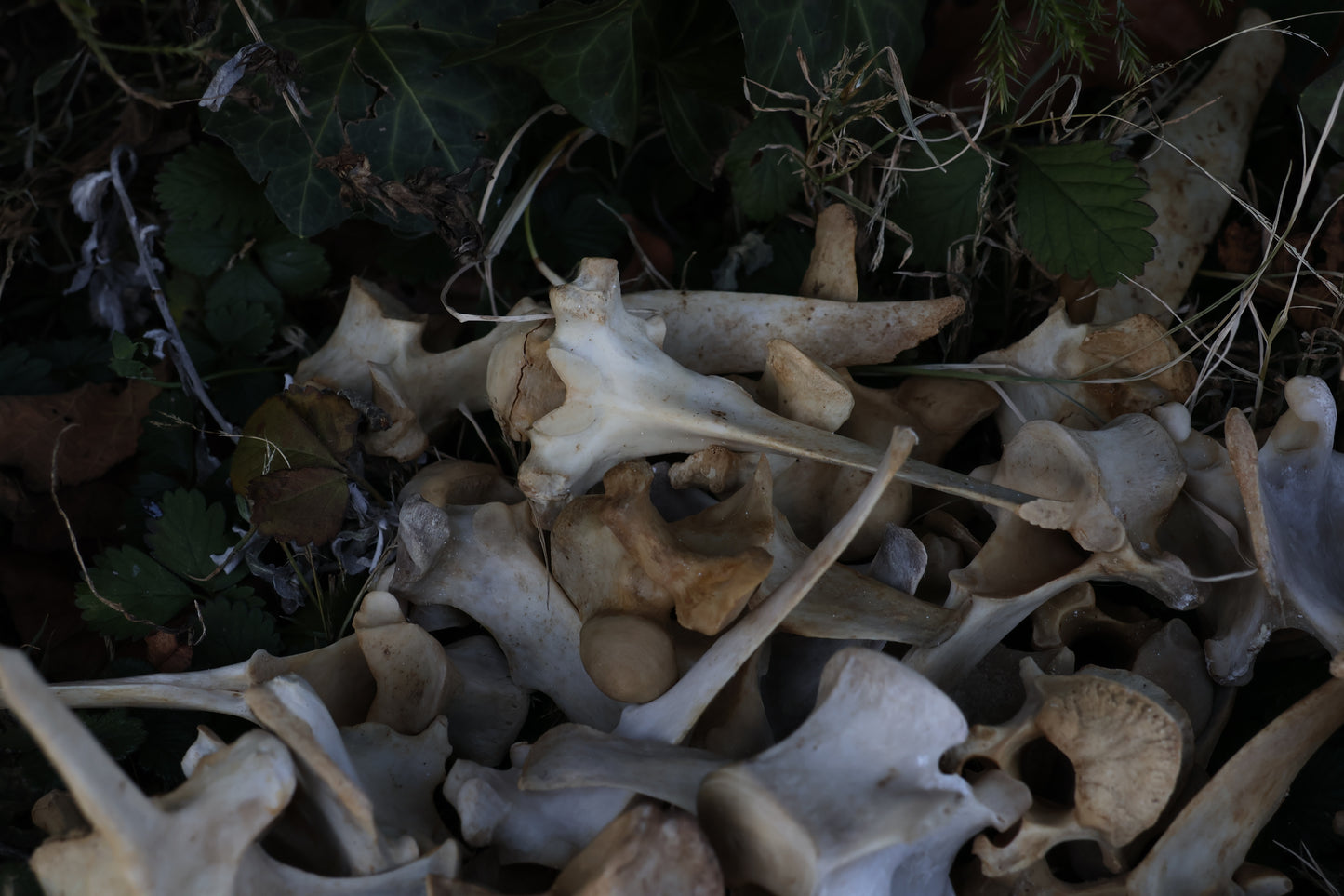 Reserved - Craft Whitetail Spike Buck and Vertebrae
