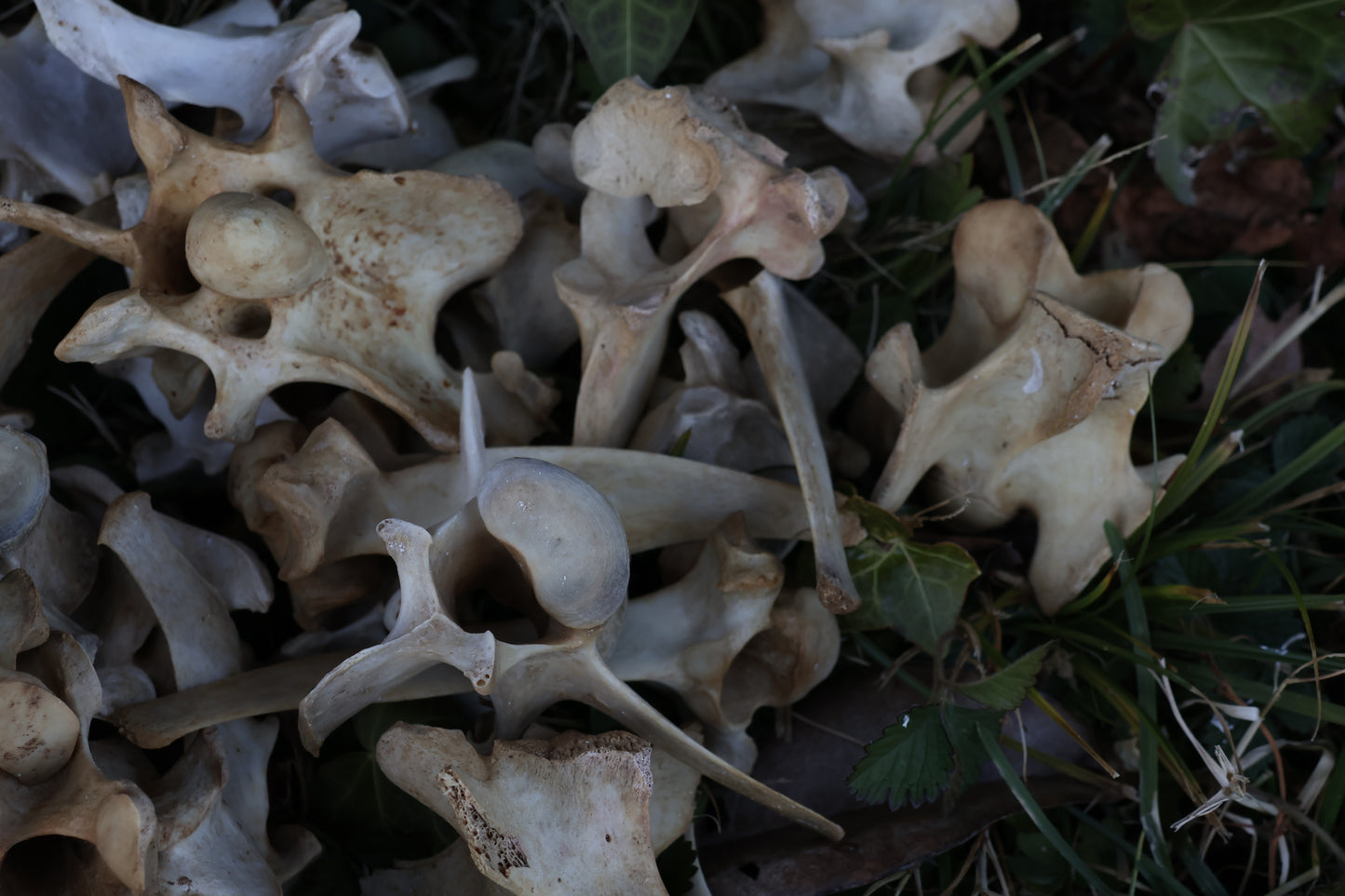 Reserved - Craft Whitetail Spike Buck and Vertebrae