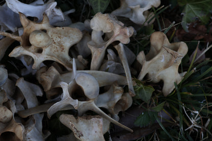 Reserved - Craft Whitetail Spike Buck and Vertebrae
