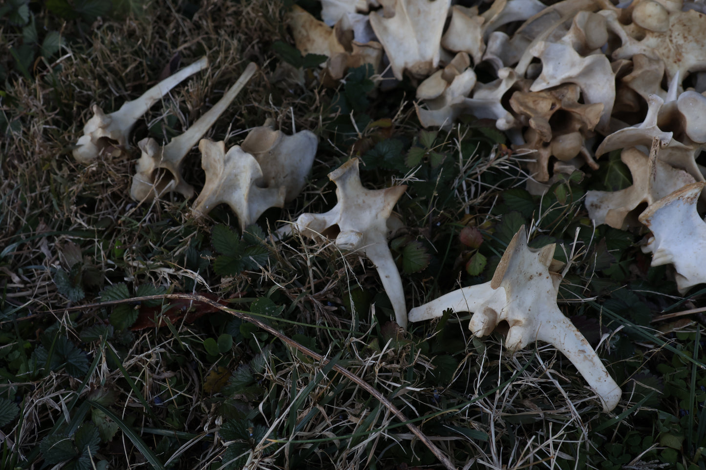 Reserved - Craft Whitetail Spike Buck and Vertebrae