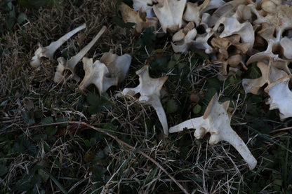 Reserved - Craft Whitetail Spike Buck and Vertebrae