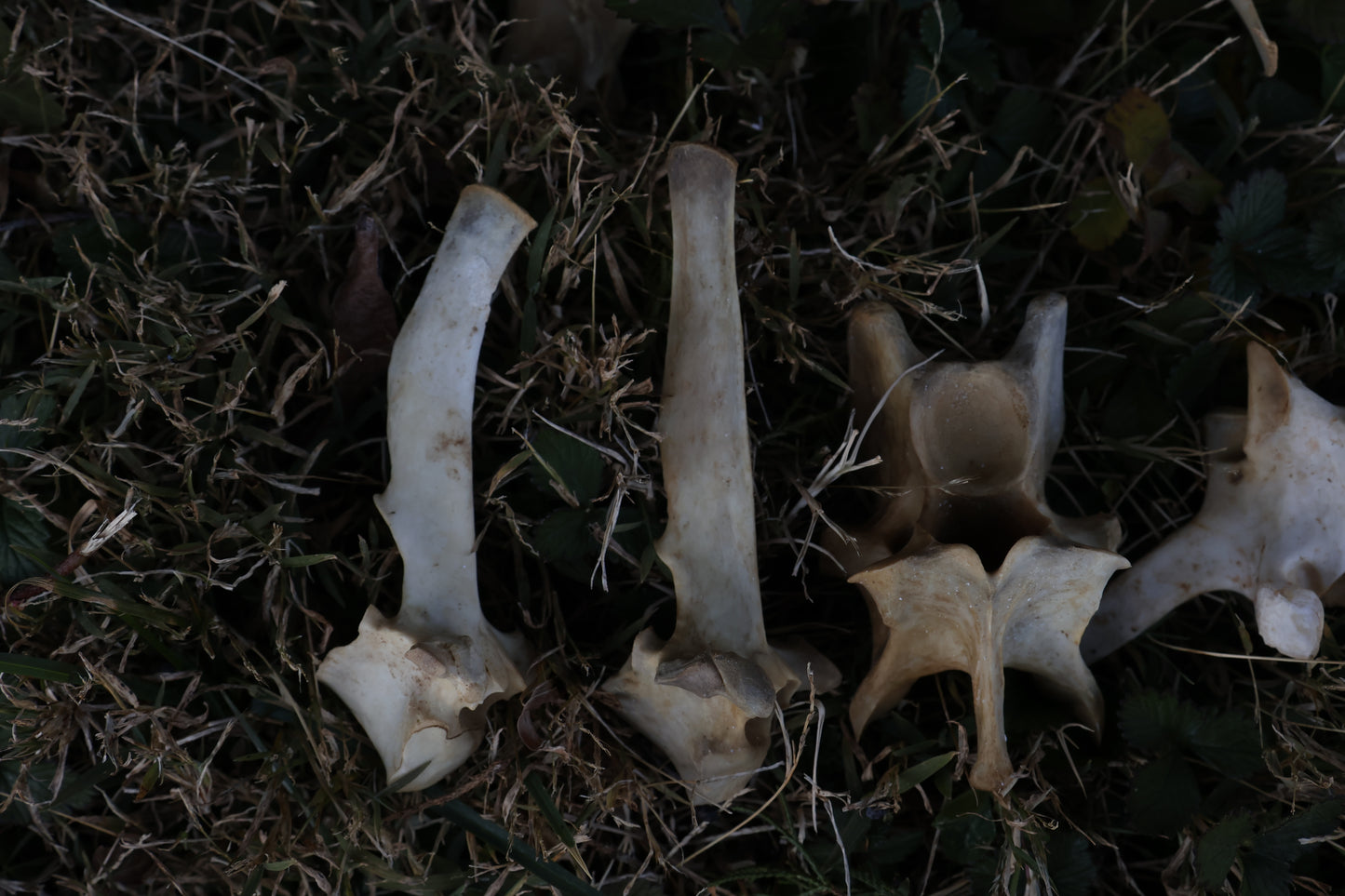 Reserved - Craft Whitetail Spike Buck and Vertebrae