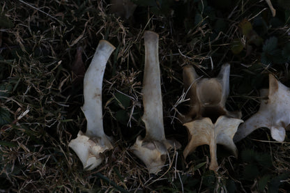 Reserved - Craft Whitetail Spike Buck and Vertebrae