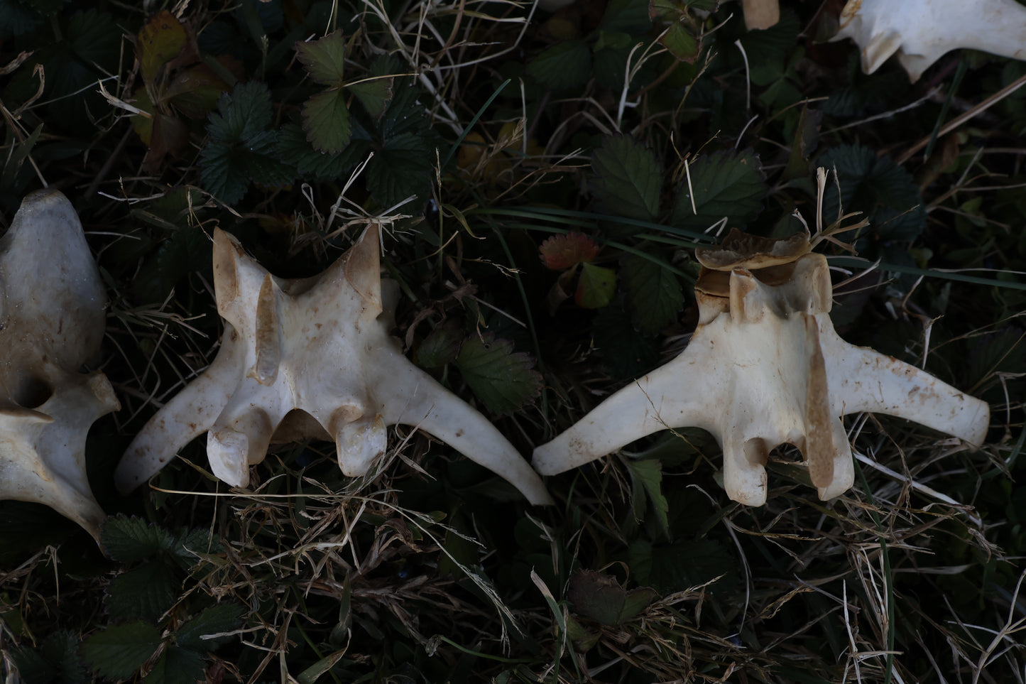 Reserved - Craft Whitetail Spike Buck and Vertebrae