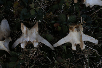 Reserved - Craft Whitetail Spike Buck and Vertebrae
