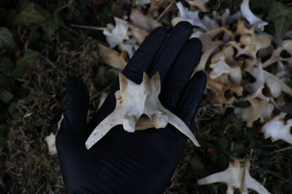 Reserved - Craft Whitetail Spike Buck and Vertebrae
