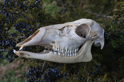 Whitetail Doe Skull