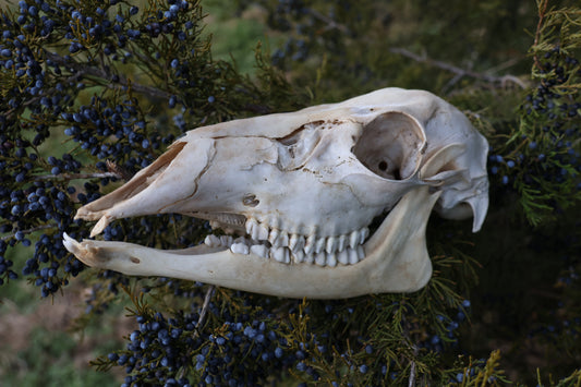 Whitetail Doe Skull