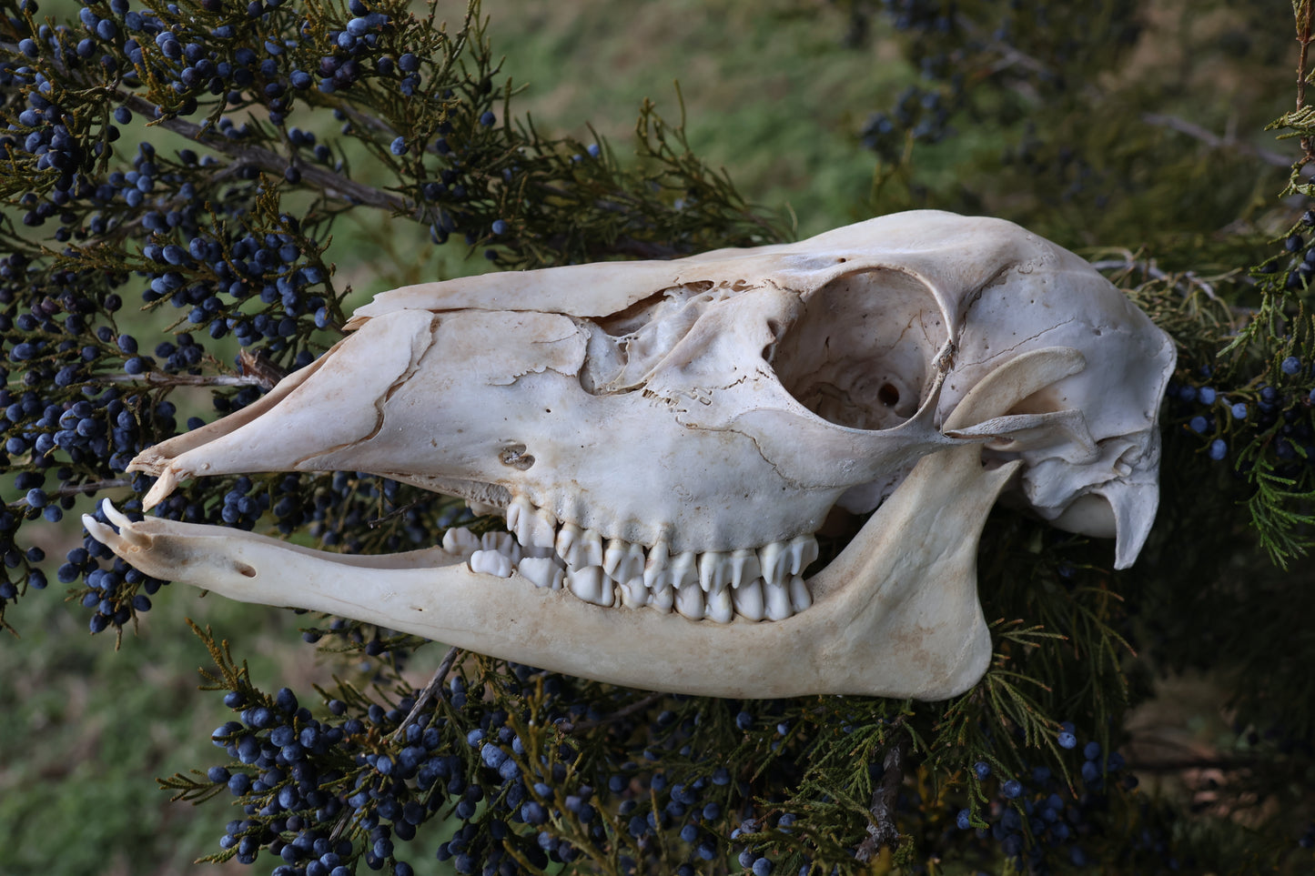 Whitetail Doe Skull