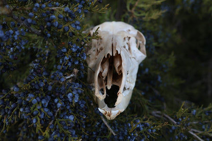 Whitetail Doe Skull