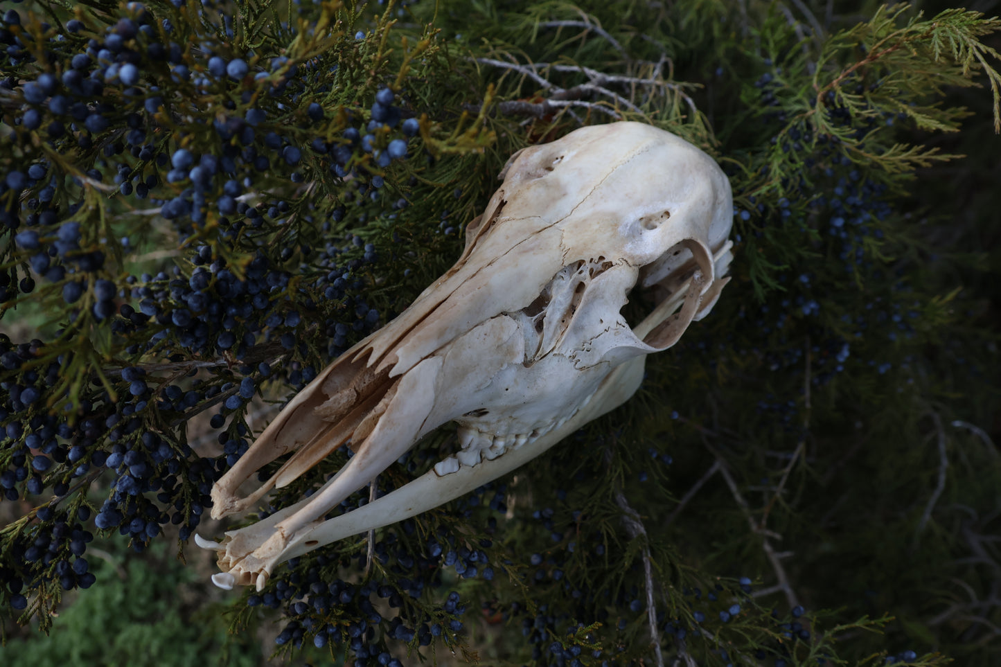 Whitetail Doe Skull
