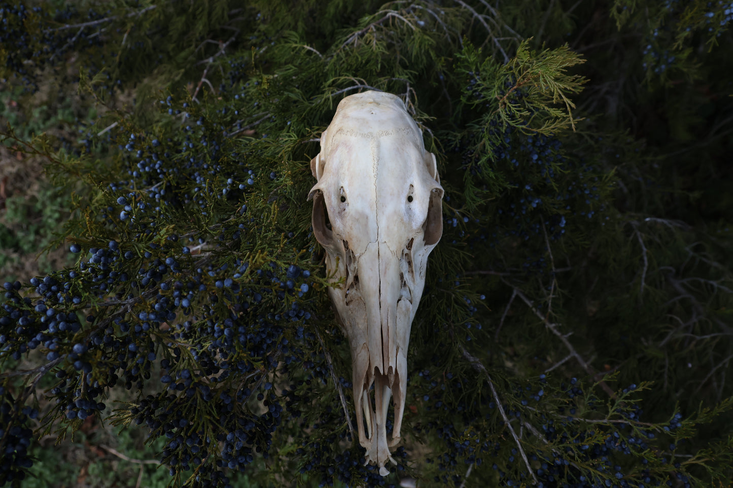 Whitetail Doe Skull