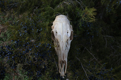 Whitetail Doe Skull
