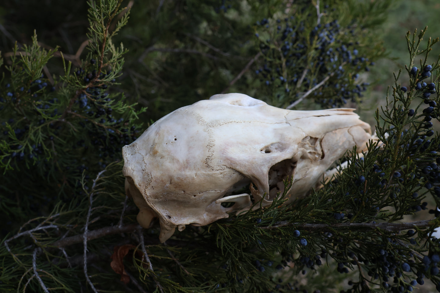 Whitetail Doe Skull
