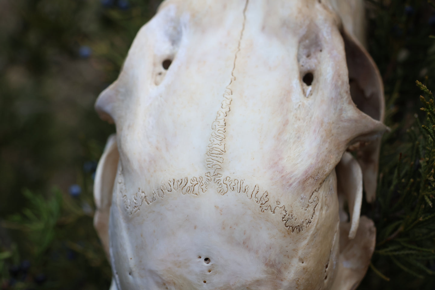 Whitetail Doe Skull