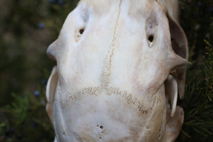 Whitetail Doe Skull